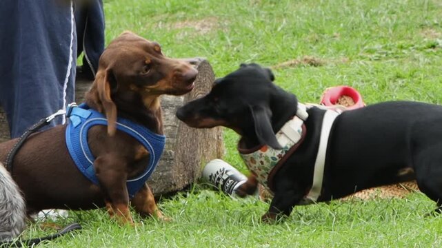 Two Dogs Playfully Interact With Each Other on the Grass in Canterbury, Kent, England - Close Up