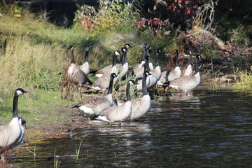 group of geese on the beach, William Hawrelak Park, Edmonton, Alberta © Michael Mamoon