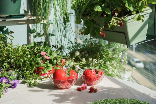 Homemade strawberry sorbet served on a sunny table among lush herbs, flowers and fruiting strawberry plants in an edible balcony garden. Fresh summer dessert and urban gardening lifestyle