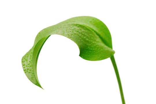 Fresh Green Leaf with Water Drops