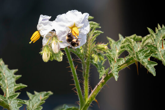 Bee on a flower