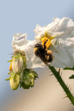Bee on white flower in a garden on a summer day in Alaska. 