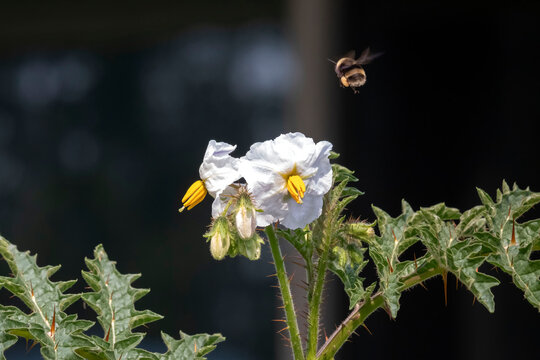 Bee on white flower in a garden on a summer day in Alaska. 