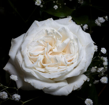 White rose against black background