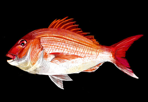 マダイの全身イラスト 透明背景・PNG（和風・鮮魚）Hand-drawn tai fish or red snapper vector graphic for seafood menu
