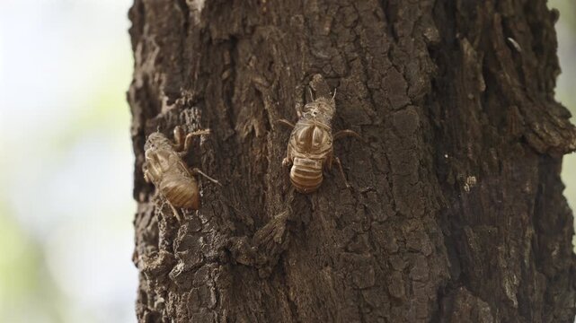 Macro close-up of an empty cicada shell attached to a tree trunk
