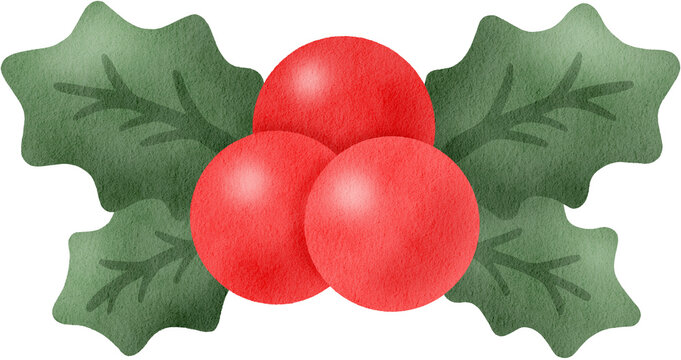 Cute Christmas Holly Berries with Green Leaves Hand Drawn Illustration