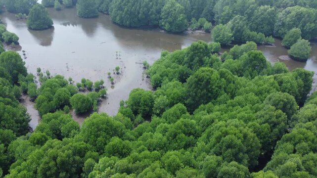 aerial view of a lush mangrove forest and tidal mudflat ecosystem, ideal for environmental conservation projects, ecological studies, and editorial backgrounds