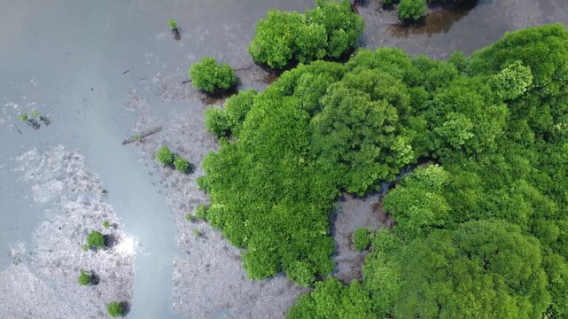 aerial view of a lush mangrove forest and tidal mudflat ecosystem, ideal for environmental conservation projects, ecological studies, and editorial backgrounds