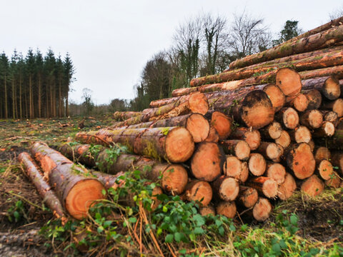 Stacked logs rest on muddy forest floor. Tall evergreen trees stand behind clearing. Scene shows recent logging activity. Ground wet, churned, with patches of grass. Use for environmental