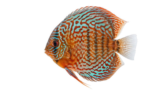 Colorful tropical discus fish swimming gracefully in clear water on transparent background