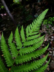 Fresh green fern leaf in tropical garden natural background © Hidayat