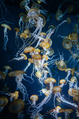 Swarm of amber jellyfish in deep blue water © Hot