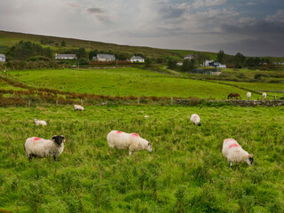 Sheep graze peacefully in lush green pasture. Red markings on wool indicate farm management. Rolling hills and fence lines frame the scene. Ideal for agricultural, rural, or nature-themed projects © mark_gusev