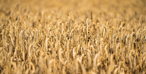 Wheat ears under warm summer sunlight. Wheat field during the harvest season. Ripe golden wheat in selective focus. Rural farmland with wheat and natural background. © Volodymyr