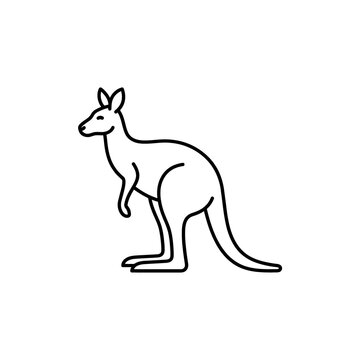Profile view kangaroo line art icon on transparent background showing details of the unique Australian marsupial for educational and nature designs.
