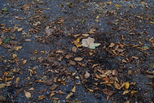 Wet asphalt path with fallen leaves and a pale maple leaf