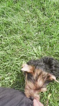 Playful tiny puppy rolling around on green grass outside while joyful owner gently pets small furry animal in sunny outdoor backyard garden setting