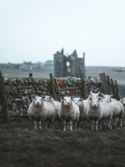 View of a flock of sheep standing in a field in front of the historic Old Keiss Castle with a traditional stone wall in Keiss, United Kingdom. © Travel 'n' Lifestyle