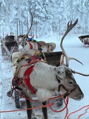 Reindeer harnessed to a sled in a snowy forest in Finnish Lapland, Finland © Vasyl  Diachuk