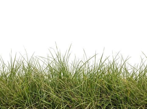 Lush green grass border isolated on white background, high-resolution macro photo of fresh lawn blades for nature and landscaping design elements.
