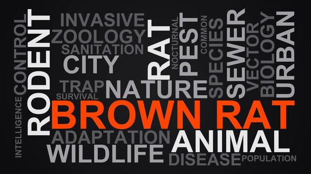 Brown Rat Word Cloud