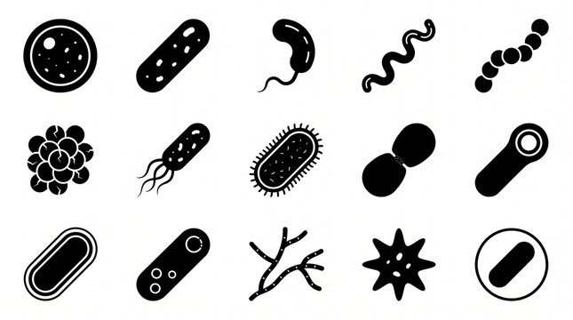 Microbiology and bacteriology solid icon set containing icons for Bacillus Coccus Spirillum Vibrio and Staphylococcus for laboratory research medical education and healthcare projects