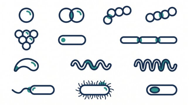 Microbiology and bacterial cell morphology solid icon set containing icons for coccus diplococcus streptococcus staphylococcus bacillus spirillum and spirochete for medical education