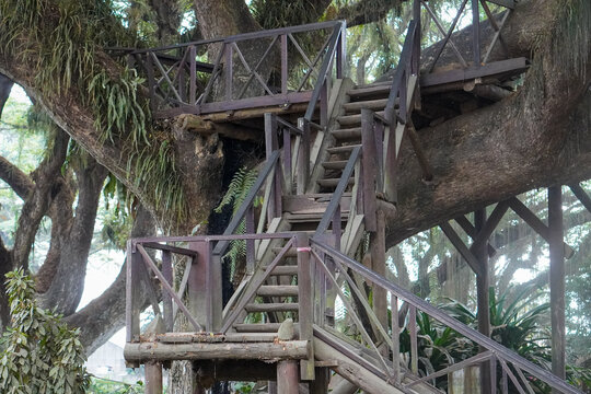 Wooden staircase and viewing platform built around a giant rain tree at De Djawatan Forest, Banyuwangi, Indonesia, surrounded by massive branches, epiphytes, and lush greenery.