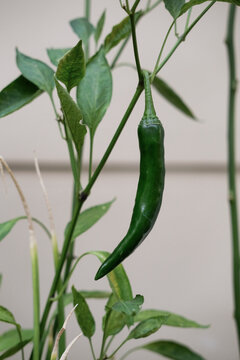Fresh green chili growing on the plant in a tropical garden of Indonesia