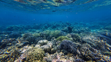 View of vibrant coral reef teeming with diverse marine life and colorful tropical fish beneath the clear blue ocean surface in Bubunan, Bali, Indonesia. © Travel 'n' Lifestyle