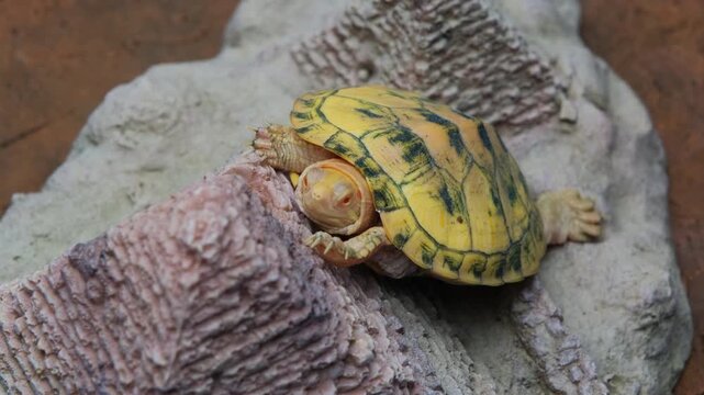 A young albino freshwater red-eared slider turtle stretching its head out of the shell while resting on a rock. Exotic reptile concept