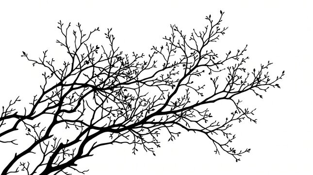 Silhouette of bare tree branches with tiny buds against white