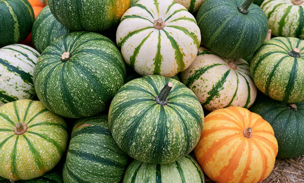full of ornamental pumkin modern mix in green colour range