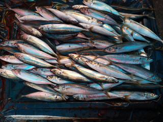 A pile of fresh mackerel fish, commonly known as ikan kembung in Indonesia, displayed together with their silvery scales and distinctive body patterns, representing local seafood and traditional fishi © Fauzan