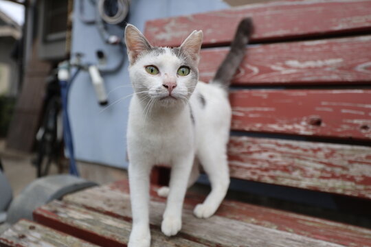 Beautiful white and grey cat with green eyes looking at camera outdoors on wooden bench in Karatsu, Saga, Kyushu, Japan
