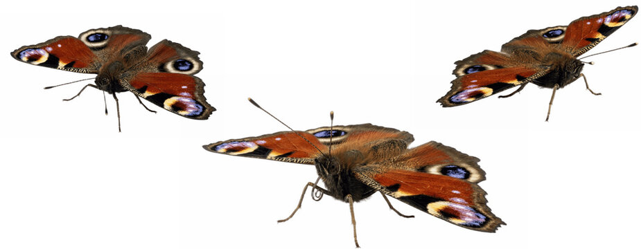 Peacock butterfly isolated clipart graphic element for nature