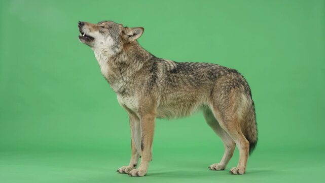 A gray wolf stands in profile against a green studio background and tilts its head upward. The wild predator howls loudly, showing its teeth, and then calmly lowers its head