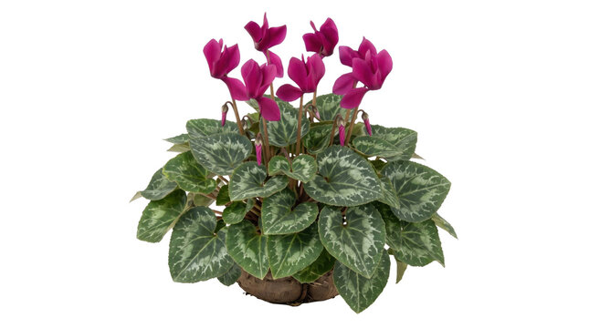 Vibrant purple cyclamen flowers with variegated foliage on a transparent background