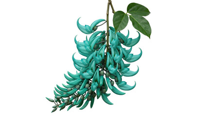 Turquoise jade vine: exotic teal blossoms on a transparent background © OpaDesign