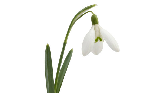 Delicate snowdrop flower with green stem and leaves on a transparent background