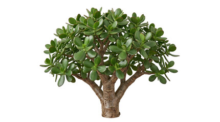 Jade plant on a transparent background with lush green leaves and thick trunk © OpaDesign