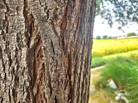 Close up view of textured tree bark with a blurred green and yellow