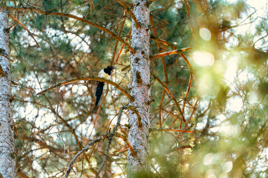 bird on a birch branch