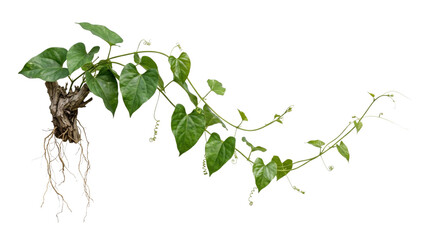 Climbing green vine with twisting roots on a transparent background © OpaDesign
