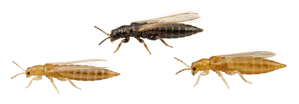 Isolated transparent clipart of thrips insects in different life