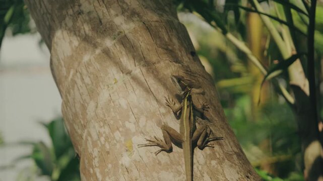 Brown Basilisk lizard clings and climbs a sunlit tree trunk in lush tropical forest near a lake. Natural daylight highlights textured bark and vibrant green foliage in steady, detailed view.
