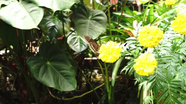 A brown butterfly with white spots rests on a vibrant yellow marigold flower, surrounded by lush green foliage