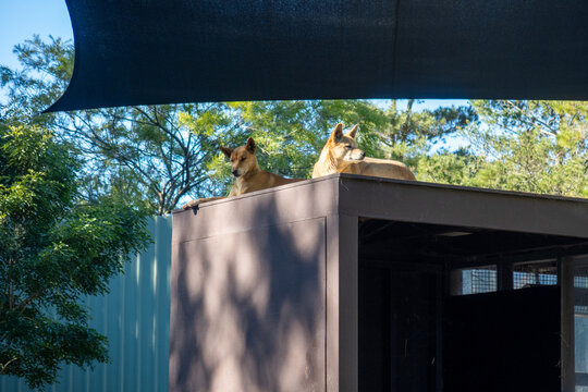 Two Dingoes Resting Shelter Outdoor Australian Zoo