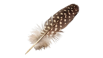 Single beautiful soft spotted brown bird feather plume, isolated on transparent background. © Rory Robinson